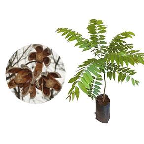 Muda de Cedro Rosa 20 a 40cm AMK - Plantas Online
