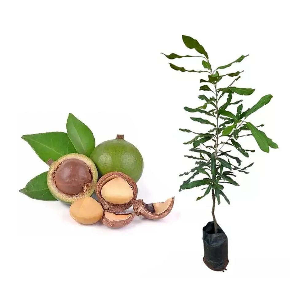 Muda de Castanha Noz Macadâmia 20 a 40cm AMK - Plantas Online