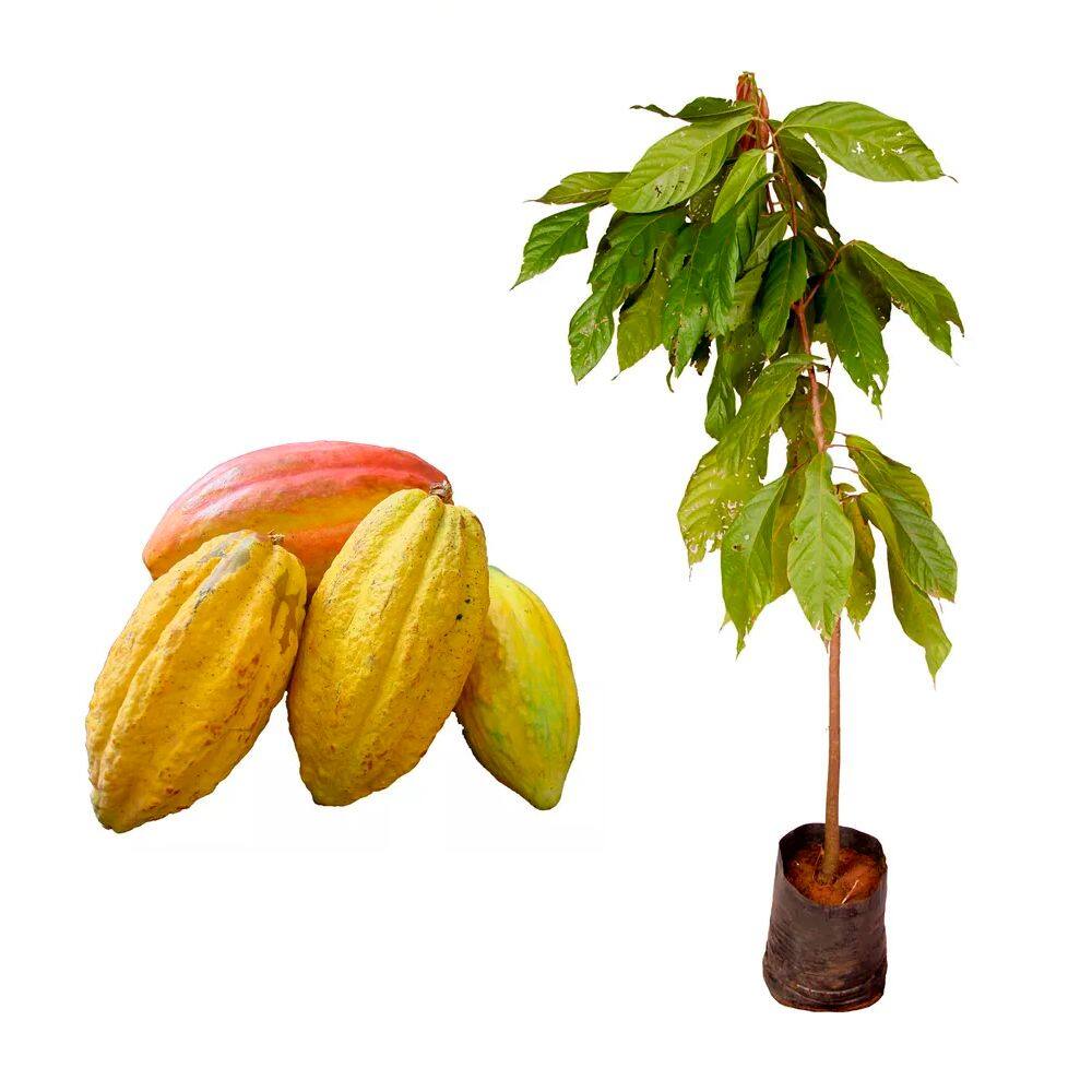 Muda de Cacau 20 a 40cm AMK - Plantas Online