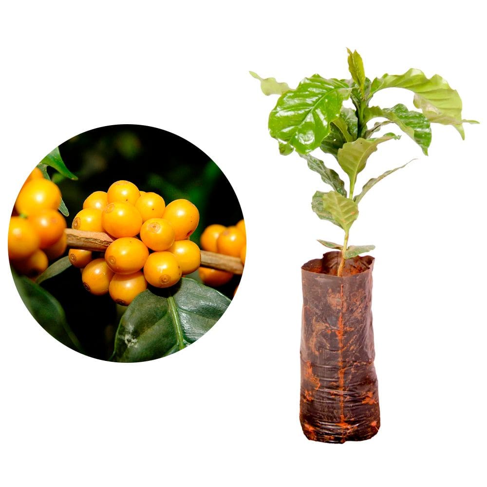 Muda de Cafe Arara 20 a 40cm AMK - Plantas Online