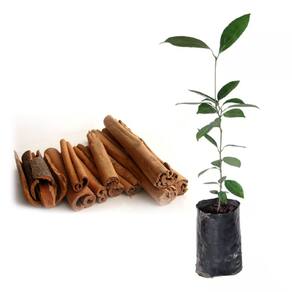 Muda de Canela da india 20 a 40cm AMK - Plantas Online