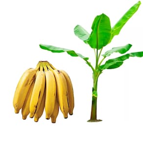 Muda de Banana Prata 20 a 40cm AMK - Plantas Online