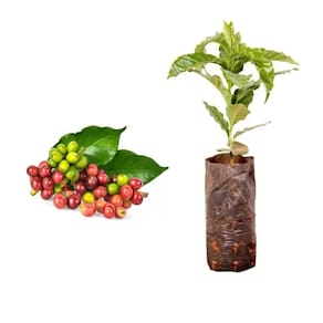 Muda de Cafe Catuai Vermelho 20 a 40cm AMK - Plantas Online