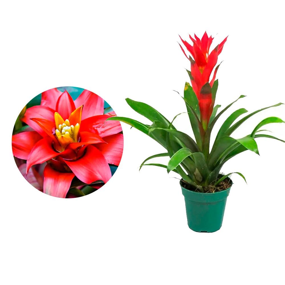 Muda de Bromelia 20 a 40cm AMK - Plantas Online