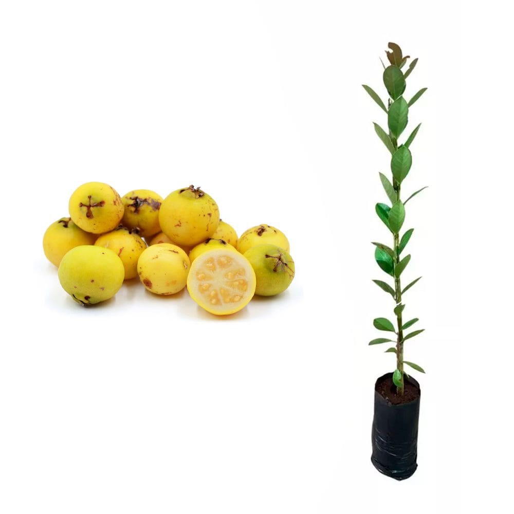 Muda de Araçá Amarelo 20 a 40cm AMK - Plantas Online