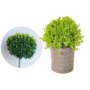 Muda de Buxinho 20 a 40cm AMK - Plantas Online