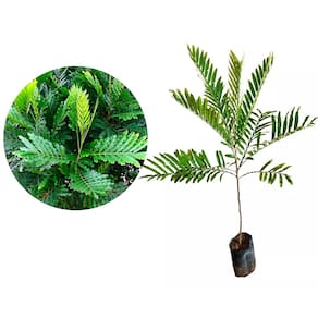 Muda de Arvore De Samambaia 20 a 40cm AMK - Plantas Online