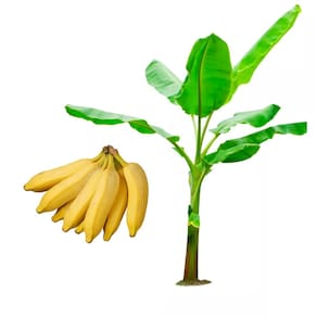 Muda de Banana Prata Ana 20 a 40cm AMK - Plantas Online