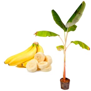Muda de Banana Nanica 20 a 40cm AMK - Plantas Online