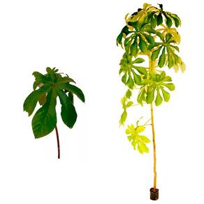 Muda de Banana de Macaco 20 a 40cm AMK - Plantas Online
