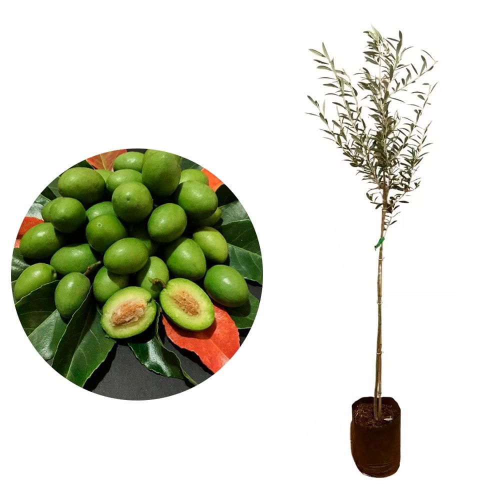 Muda de Azeitona Ceilon 20 a 40cm AMK - Plantas Online
