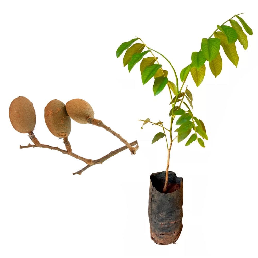 Muda de Baru 20 a 40cm AMK - Plantas Online