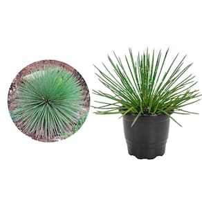 Muda de Agavea Palito 20 a 40cm AMK - Plantas Online