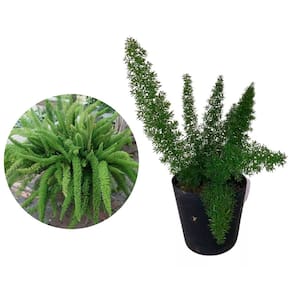Muda de Aspargo Rabo De Gato 20 a 40cm AMK - Plantas Online