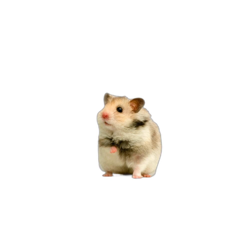 Protetor De Gaiola Para Hamsters Absorvente 4 Un G 90X100Cm