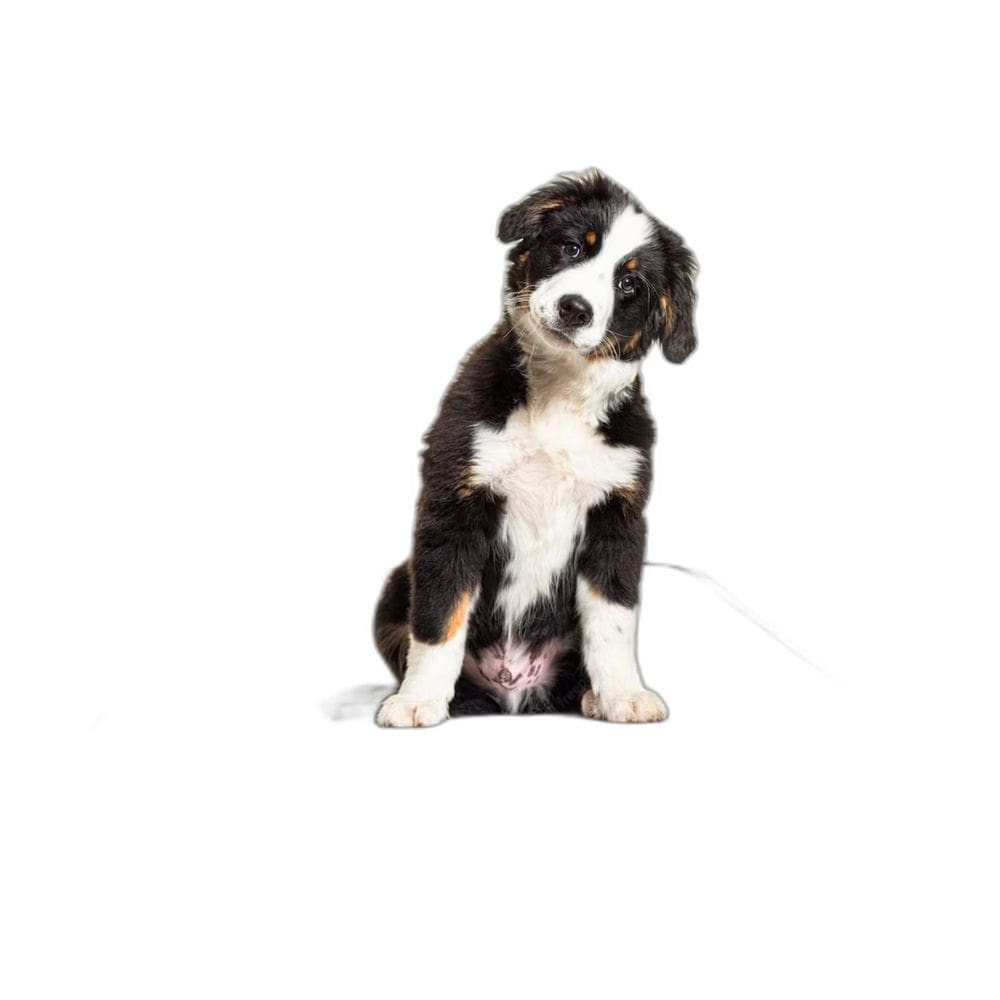 Tapete Para Cães Fazerem Xixi Educar Pet 1 Un P 50X60 Cm