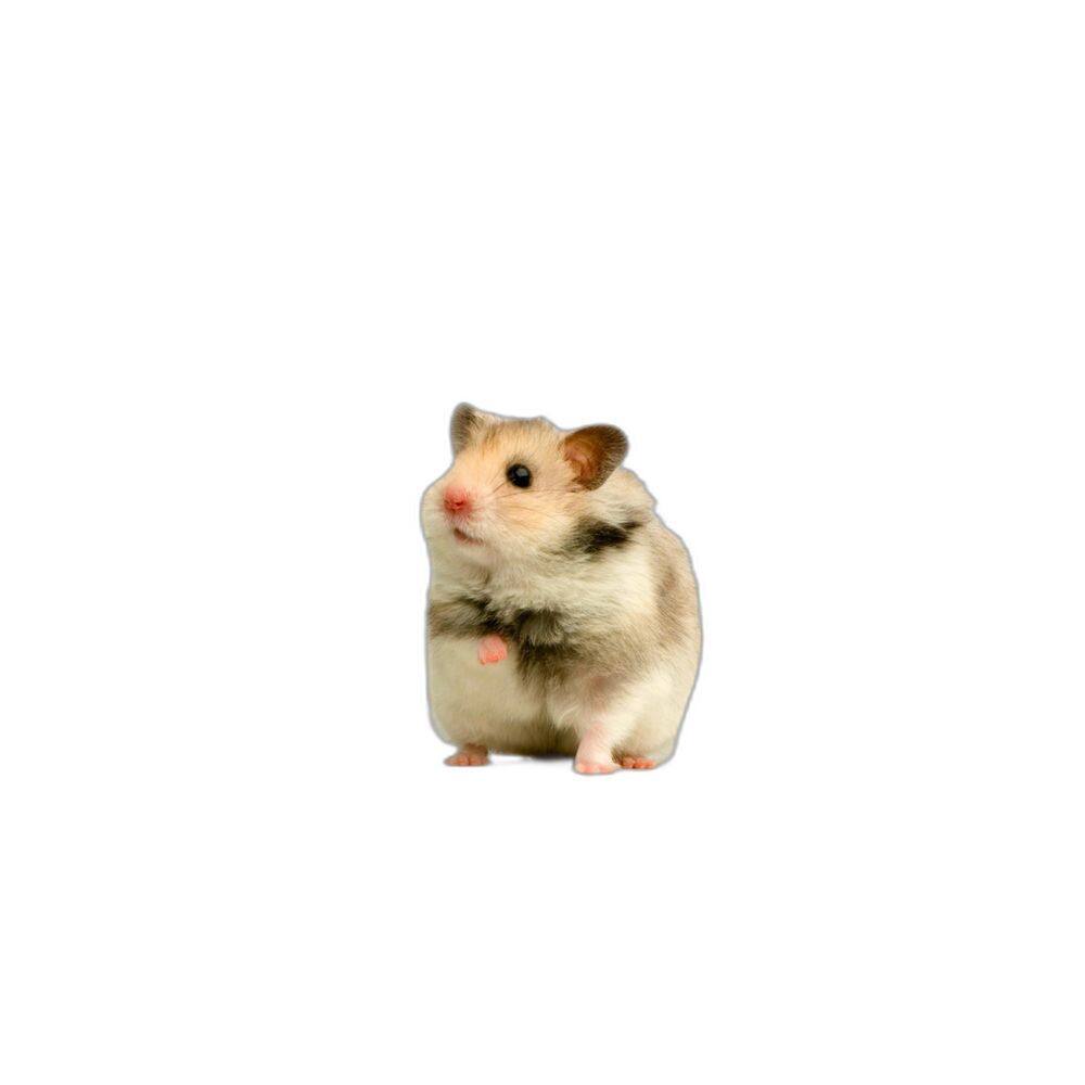 Protetor De Gaiola Para Hamsters Absorvente 10 Un P 50X60 Cm