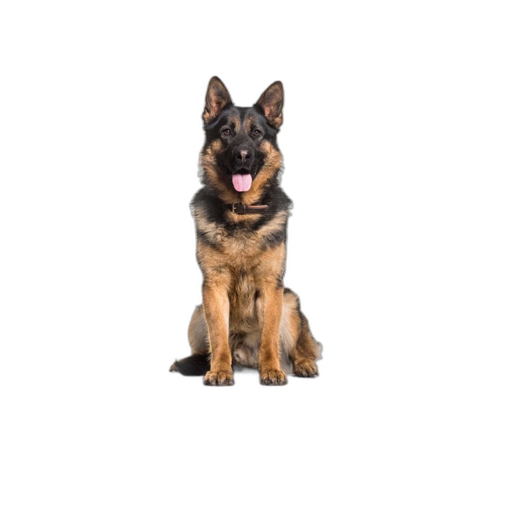Tapete Para Pets Lavável Higiênico Prático 1 Un G 90X100Cm