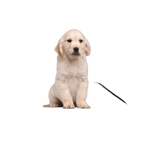Banheiro Para Cães Higiênico Lavável 3 Un P - 50 X 60 Cm