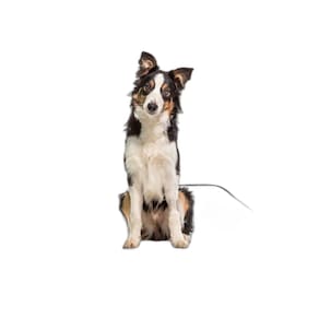 Banheiro Canino Móvel Reutilizável Pet 4Un M 60X80 Cm