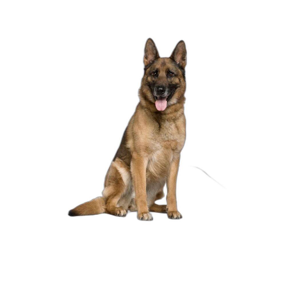 Tapete Para Cães Fazerem Xixi Educar Pet 1 Un G 90X100Cm