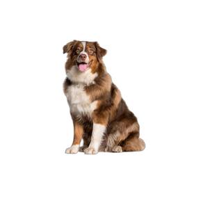 Tapete Dog Para Cães Lavável Absorvente 3 Un G - 90X100 Cm