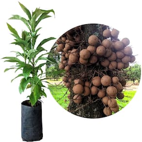 Muda de Abrico ou Arvore Bola 20 a 40cm AMK - Plantas Online