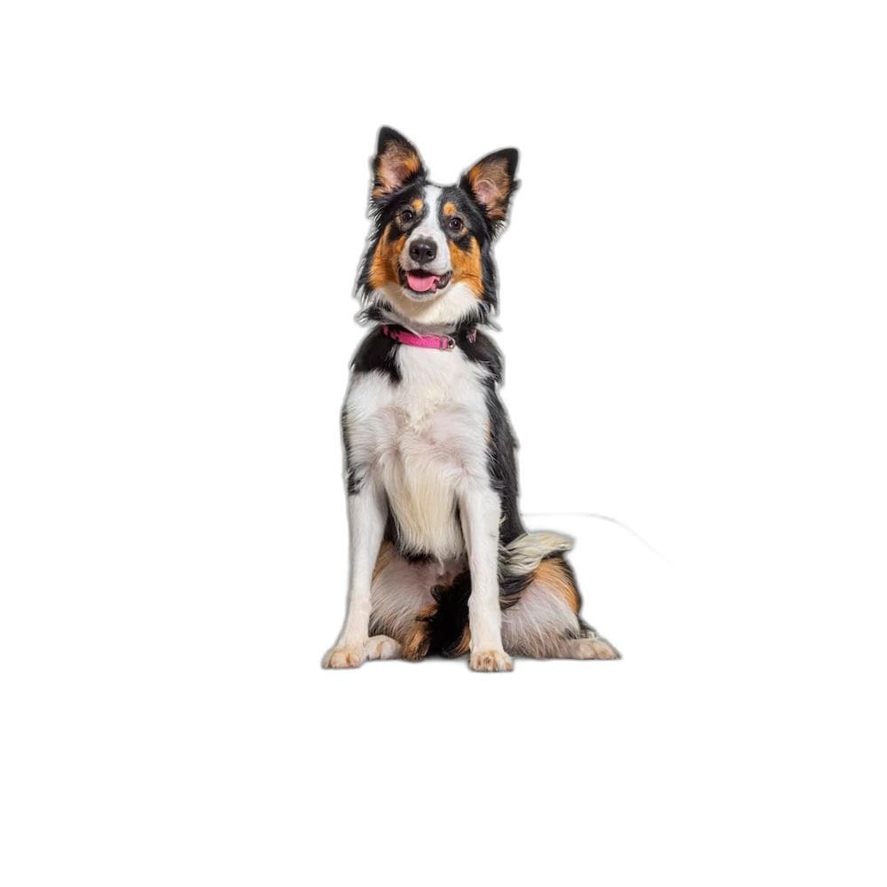 Tapete Para Cães Fazerem Xixi Educar Pet 4 Un M 60X80 Cm