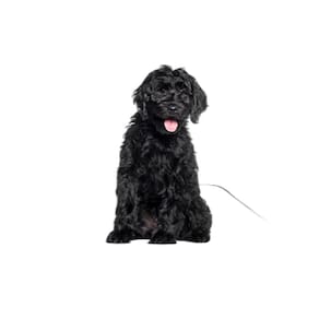 Banheiro Para Cães Higiênico Lavável 4 Un M - 60X80 Cm