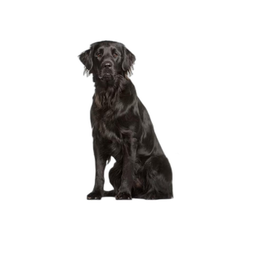 Tapete Canino Pet Prático Estratégico 5 Un G 90X100Cm