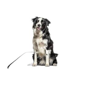 Tapete Canino Pet Prático Estratégico 4 Un M 60X80 Cm