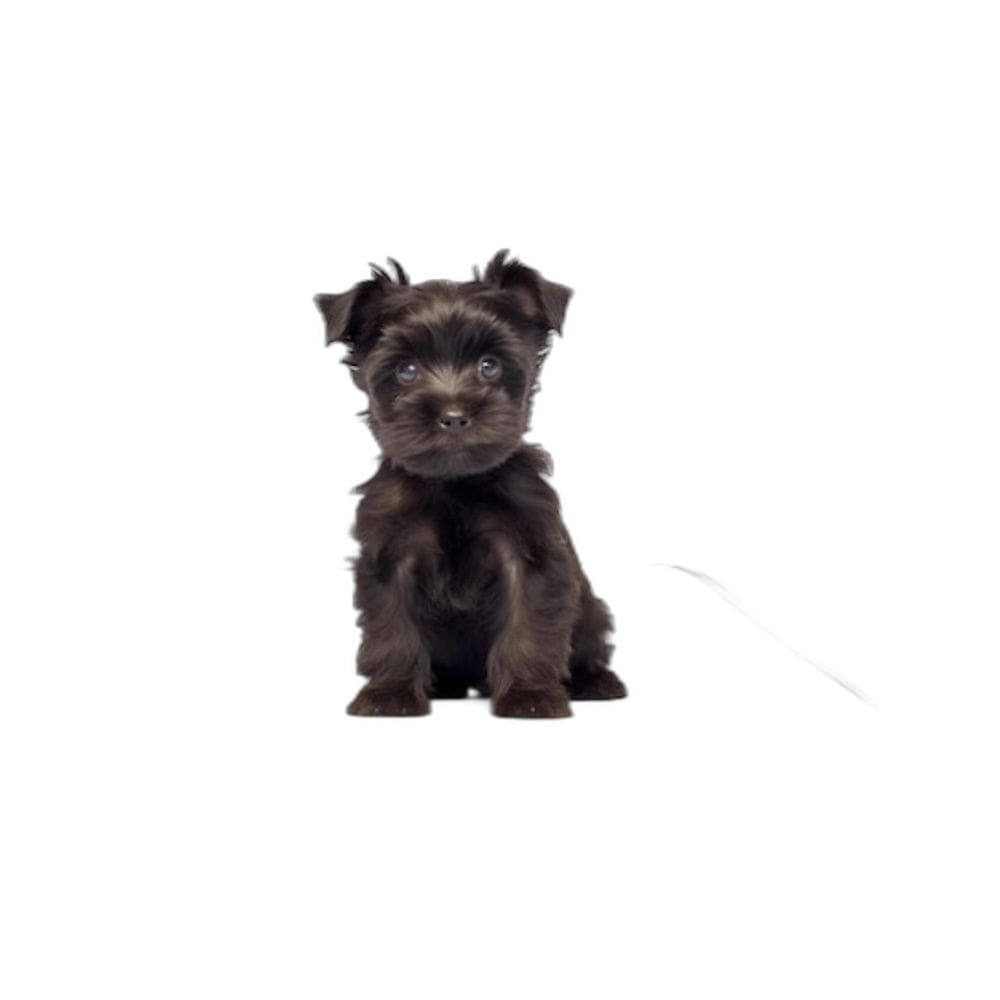 Tapete Para Cães Higiênico Ecológico 4 Un P 50X60Cm