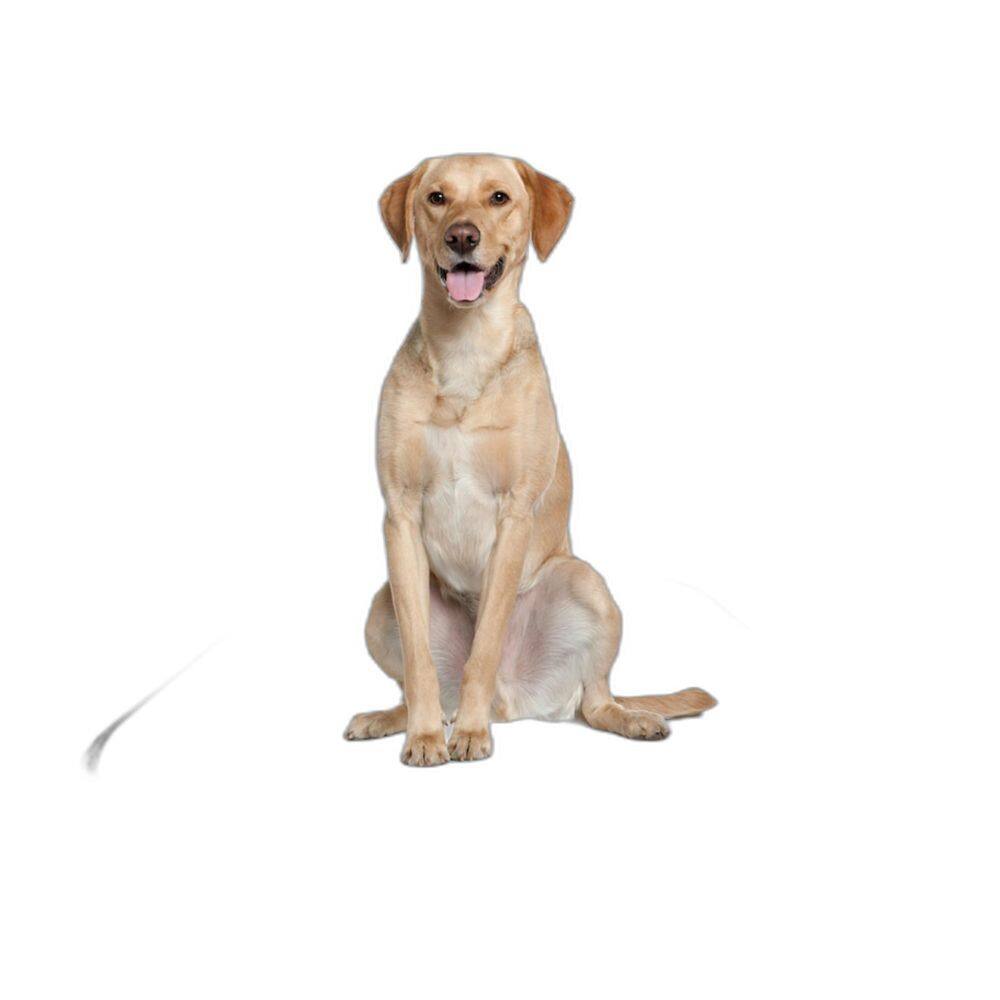 Tapete Pet Lavável Higiênico Estratégico 10 Un M 60X80 Cm