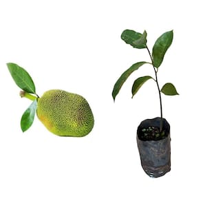 Muda de Jaca 20 a 40cm AMK - Plantas Online