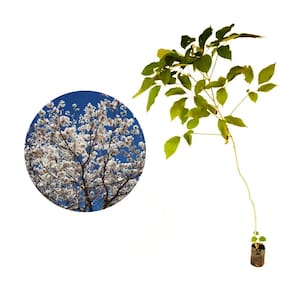 Muda de Ipe Branco 20 a 40cm AMK - Plantas Online