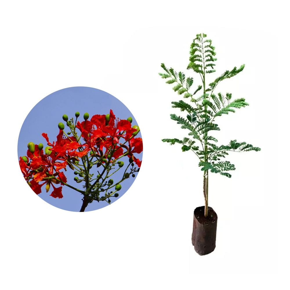 Muda de Flamboyant Vermelho 20 a 40cm AMK - Plantas Online
