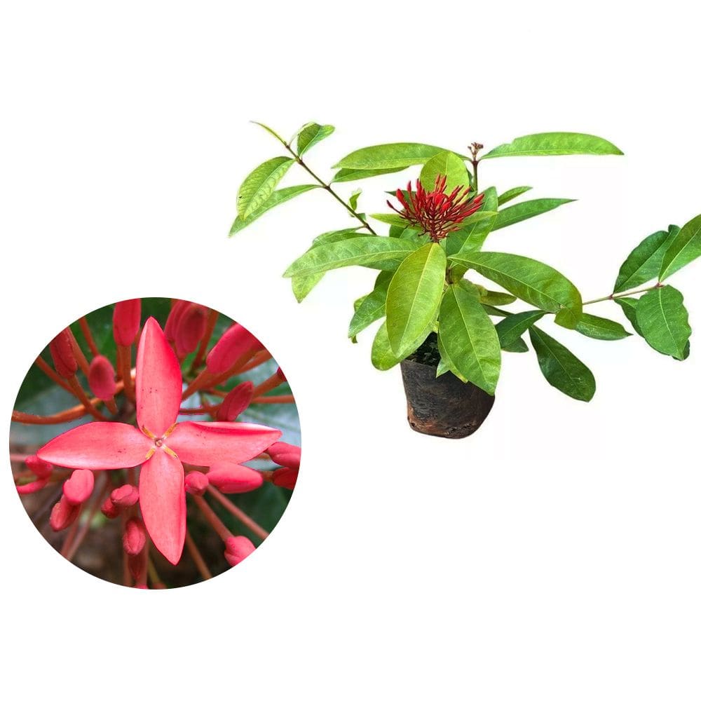 Muda de Ixora Africana Rei 20 a 40cm AMK - Plantas Online