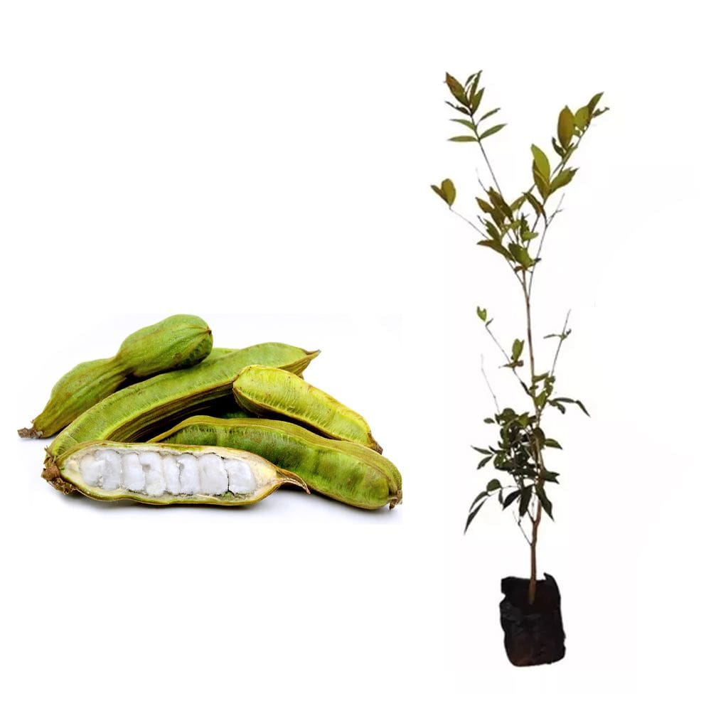 Muda de Inga do Brejo 20 a 40cm AMK - Plantas Online