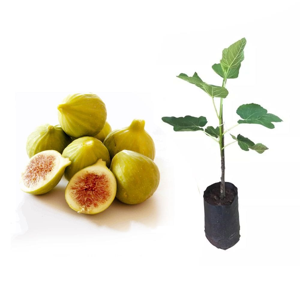 Muda de Figo Amarelo 20 a 40cm AMK - Plantas Online