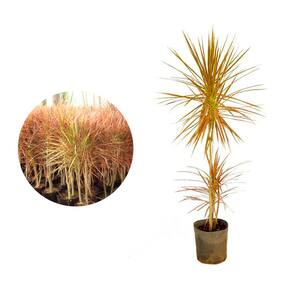Muda de Dracena Tricolor 20 a 40cm AMK - Plantas Online