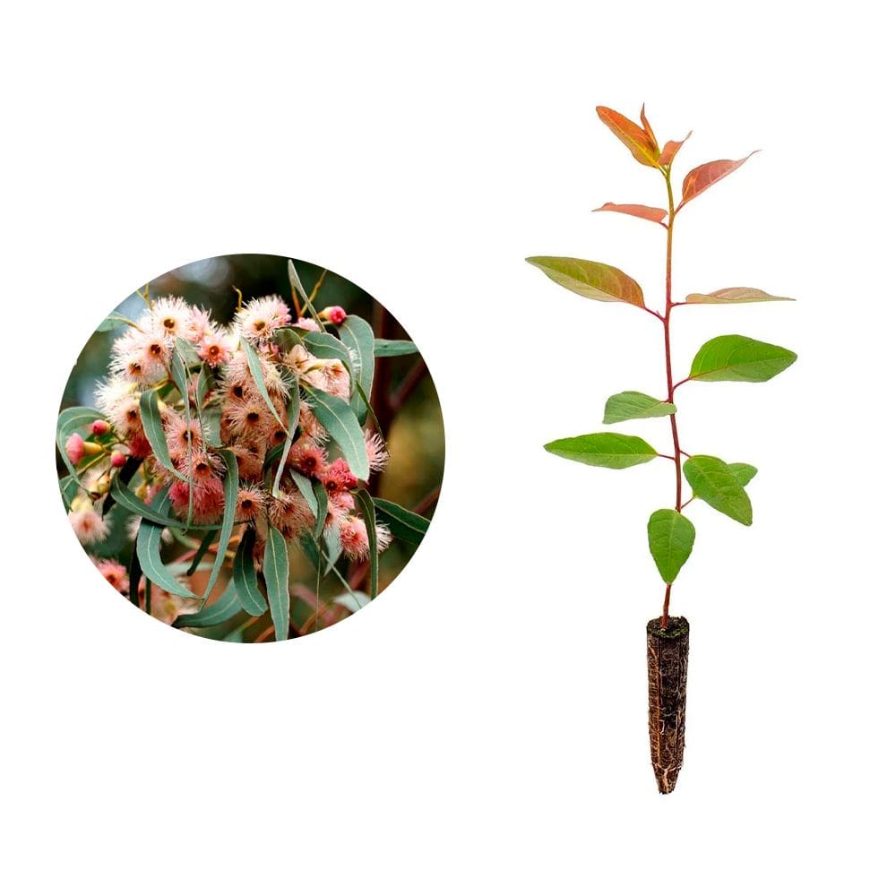 Muda de Eucalipto Camaldulensis 20 a 40cm AMK - Plantas Online