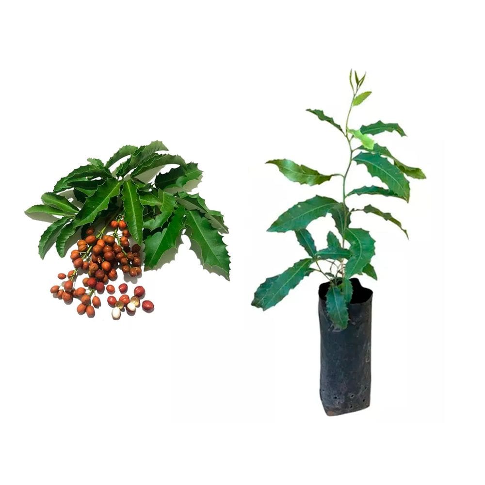 Muda de Espinheira Santa 20 a 40cm AMK - Plantas Online