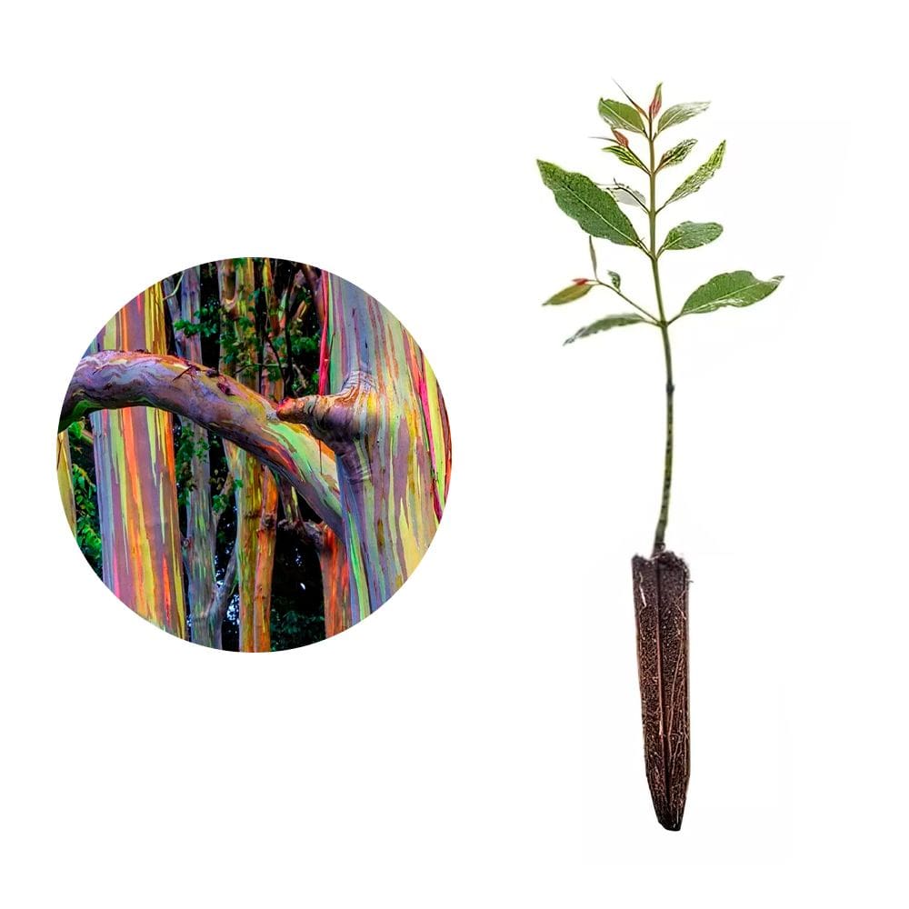Muda de Eucalipto Arco-iris 20 a 40cm AMK - Plantas Online