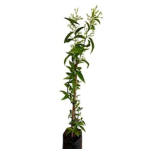 Muda de Dama Da Noite 20 a 40cm AMK - Plantas Online