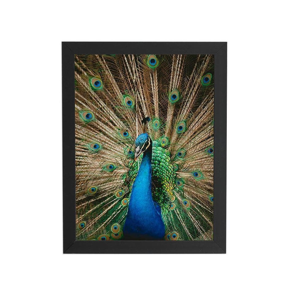 Pavão Azul Animais Fotografia Quadro Moldura Preta 60X40Cm