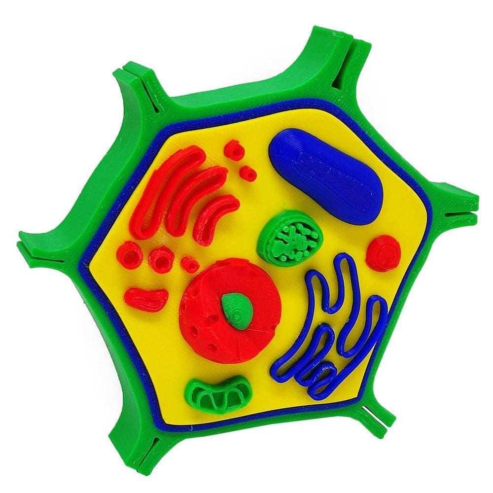 Célula Vegetal 14 Cm Impressão 3D Maquete Biologia Citologia