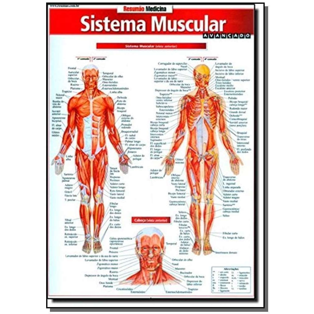 Sistema Muscular Avançado