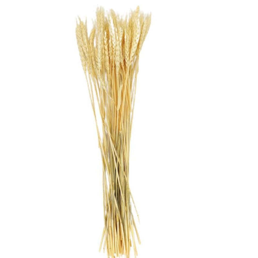 Trigo Desidratado Natural Capim Folhagem Planta 70X9Cm Maço