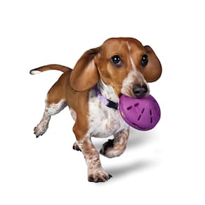 Dispensador pequeno de brinquedos para cães PetSafe Busy Buddy Twist `n Treat