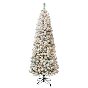 Árvore de Natal | National Tree Company First Traditions Acacia, 6 pés